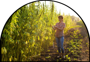 woman attending to sustainable hemp plant